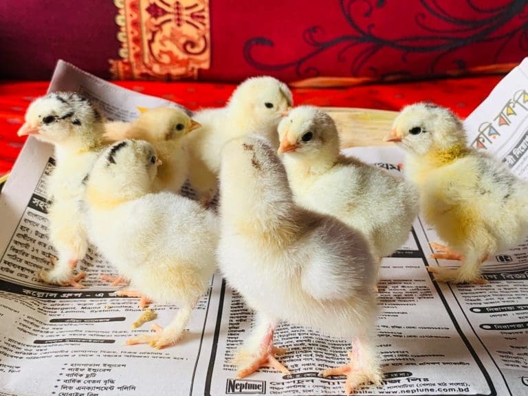 শীতে ইনকিউবেটরে ডিম ফুটানো
