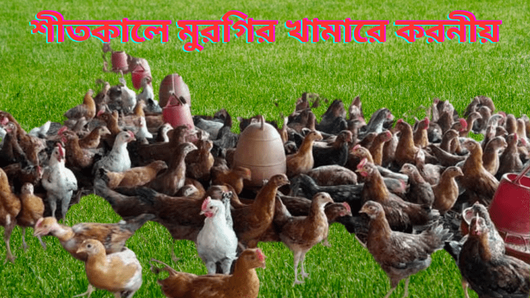 শীতকালে মুরগির খামারে করনীয় । মুরগি পালন পদ্ধতি
