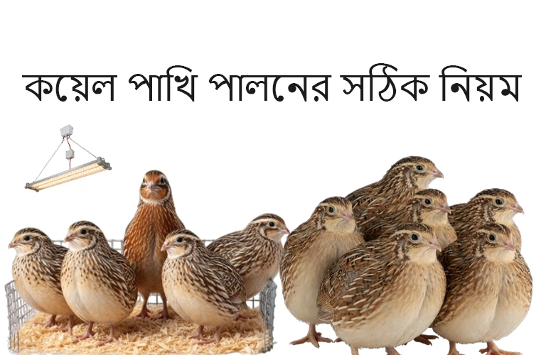 কয়েল পাখি পালনের সঠিক নিয়ম