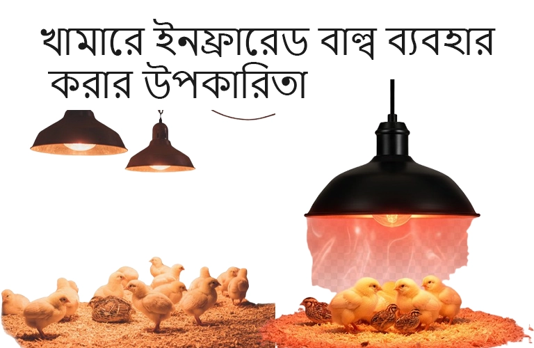 খামারে ইনফ্রারেড বাল্ব ব্যবহার করার উপকারিতা